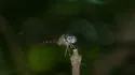 Blue-faced Meadowhawk - photo 4
