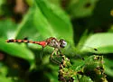 Blue-faced Meadowhawk - photo 5