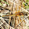 Saffron-winged Meadowhawk