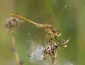 Saffron-winged Meadowhawk - photo 2