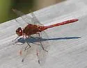 Saffron-winged Meadowhawk - photo 3