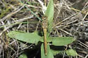 Saffron-winged Meadowhawk - photo 4