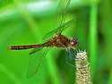 Saffron-winged Meadowhawk - photo 5