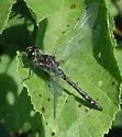 Black Meadowhawk