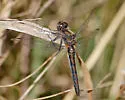 Black Meadowhawk - photo 2