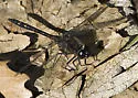 Black Meadowhawk - photo 3