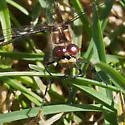 Black Meadowhawk - photo 4