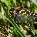 Black Meadowhawk - photo 5