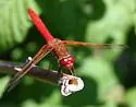 Cardinal Meadowhawk