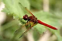 Cardinal Meadowhawk - photo 2
