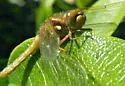 Cardinal Meadowhawk - photo 3
