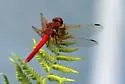 Cardinal Meadowhawk - photo 4