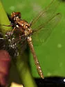 Cardinal Meadowhawk - photo 5
