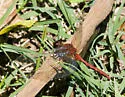 Cherry-faced Meadowhawk