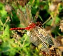 Cherry-faced Meadowhawk - photo 2
