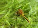 Cherry-faced Meadowhawk - photo 3