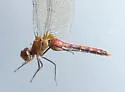 Cherry-faced Meadowhawk - photo 4
