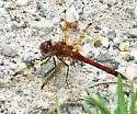Red-veined Meadowhawk