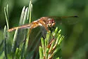 Red-veined Meadowhawk - photo 2