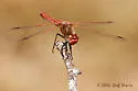 Red-veined Meadowhawk - photo 3