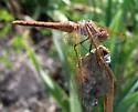 Red-veined Meadowhawk - photo 4