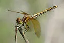 Red-veined Meadowhawk - photo 5