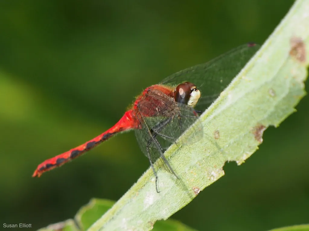 White-faced Meadowhawk - photo 2