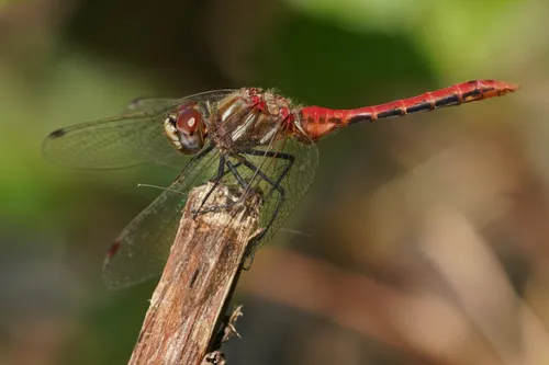 Striped Meadowhawk