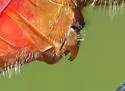 Ruby Meadowhawk