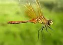 Ruby Meadowhawk - photo 2