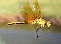 Ruby Meadowhawk - photo 3