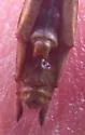 Ruby Meadowhawk - photo 4