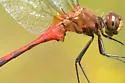 Ruby Meadowhawk - photo 5
