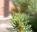 Band-winged Meadowhawk
