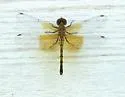 Band-winged Meadowhawk - photo 2