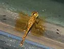 Band-winged Meadowhawk - photo 3