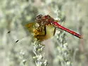 Band-winged Meadowhawk - photo 4