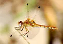 Spot-winged Meadowhawk