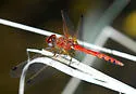 Spot-winged Meadowhawk - photo 2
