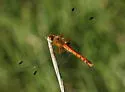 Spot-winged Meadowhawk - photo 3