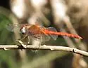 Spot-winged Meadowhawk - photo 4