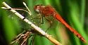 Spot-winged Meadowhawk - photo 5