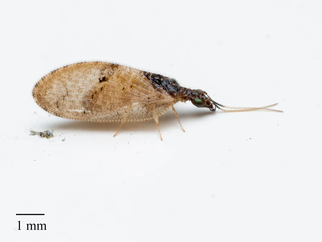 Barber's Brown Lacewing - photo 2