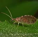 Sympherobius californicus