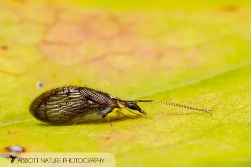 Sympherobius occidentalis - photo 3