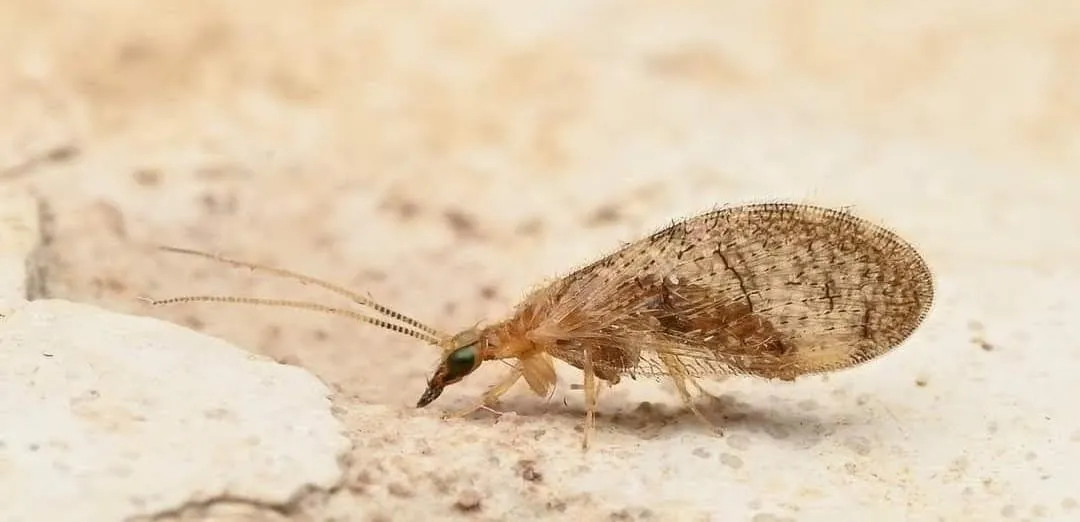 Sympherobius pygmaeus - photo 3