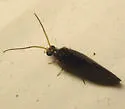 Sympherobius umbratus
