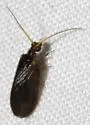 Sympherobius umbratus - photo 2