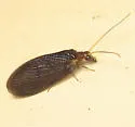 Sympherobius umbratus - photo 3