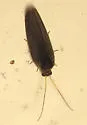 Sympherobius umbratus - photo 4